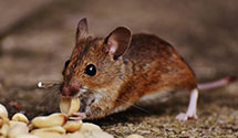 Find Exterminators in Hoke County